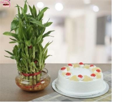 Pineapple Cake and Lucky Bamboo Plant