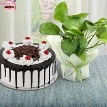 Black Forest Cake and Money Plant