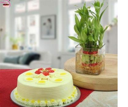 Butterscotch Cake & Lucky Bamboo Plant
