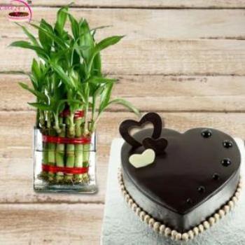 Heartshape Chocolate Cake With Lucky Bamboo Plant