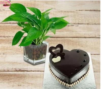 Choco Vanilla Heart Cake With Money Plant