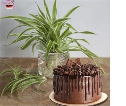 Spider Plant With Chocolate Drip Ganache Cake