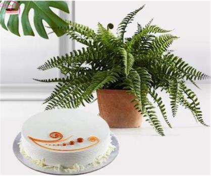 Vanilla Cake With Air Purifying Plant